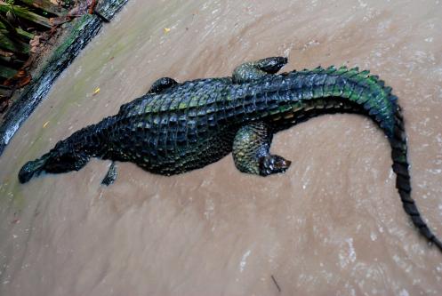 Caimán del amazonas