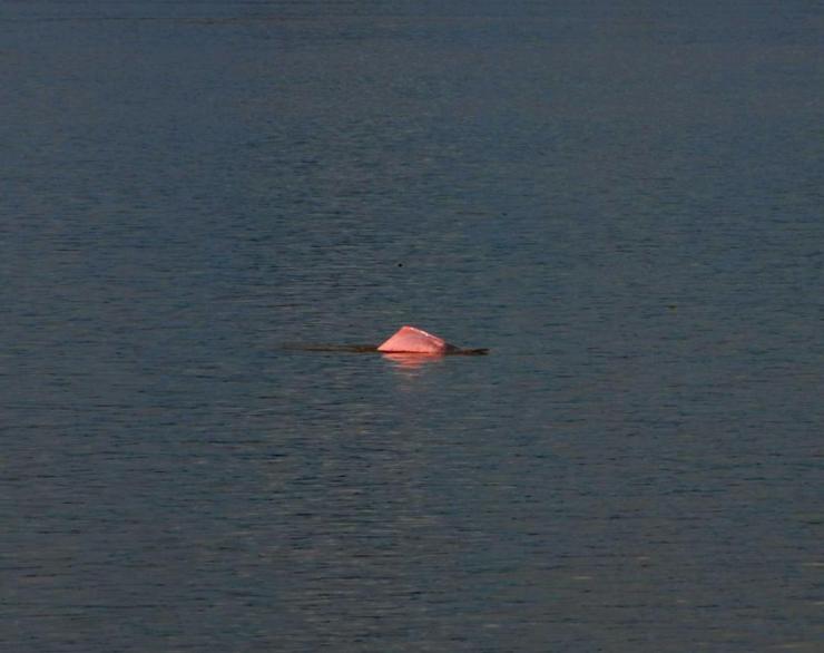 Delfin Rosado el Rey del río Amazonas