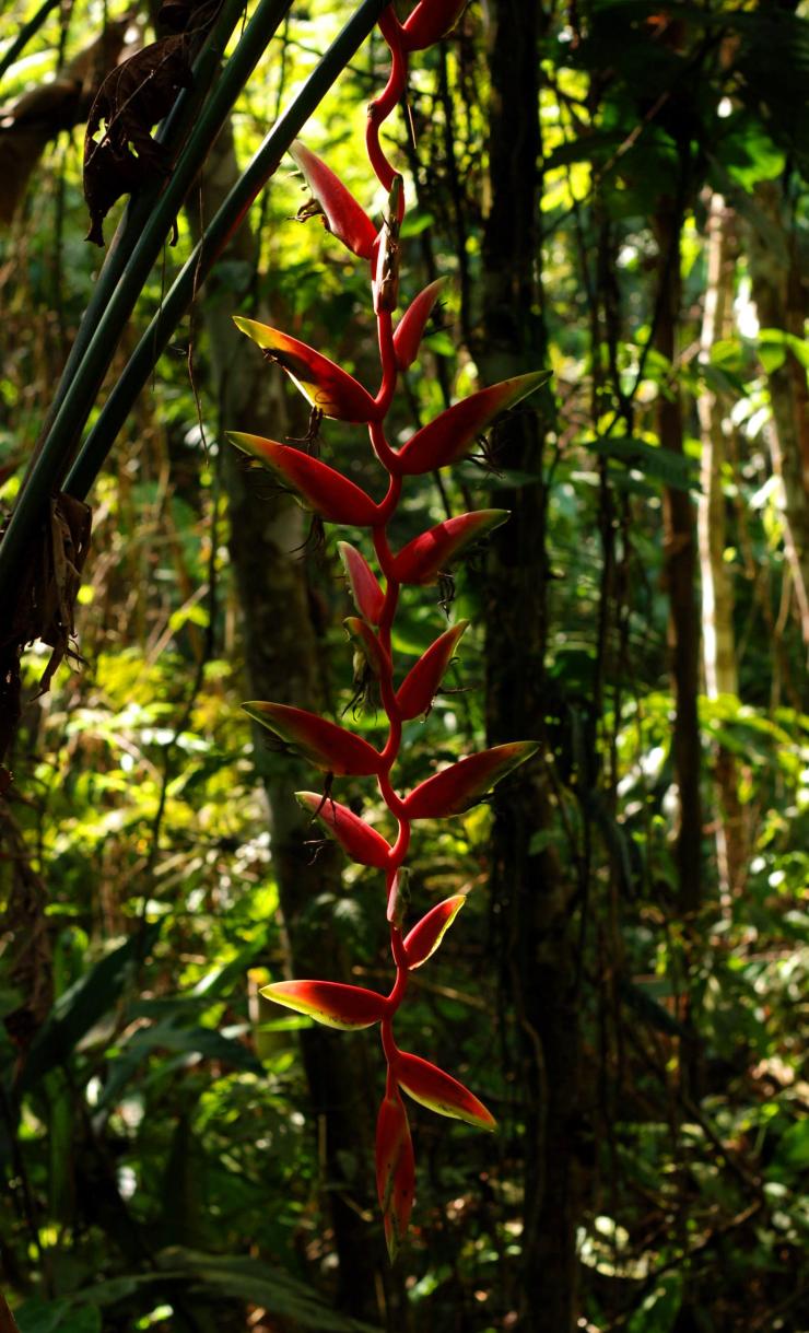 eliconias amazónicas