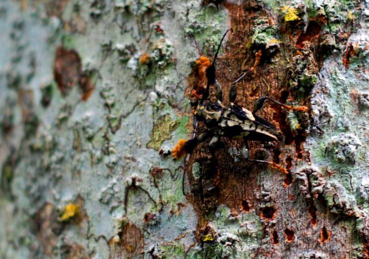 estructura de guerreros