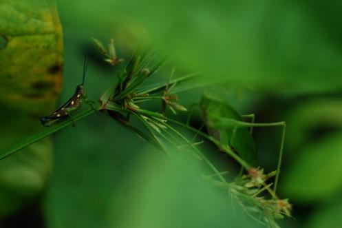 conversación entre dos saltamontes
