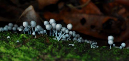 miles de ecosistemas