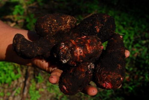 Ñampi... fruto de nuestra tierra