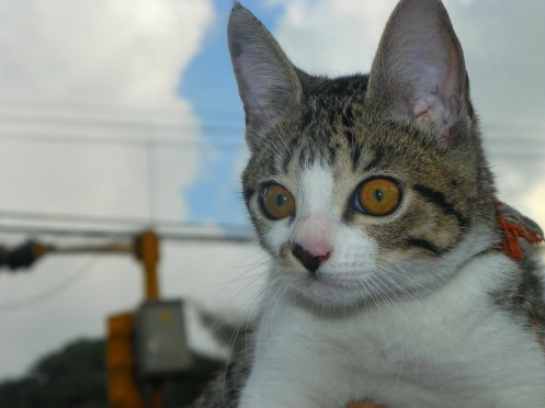 Pedal llegando a su nueva casa Pedal llegando a su nueva casa