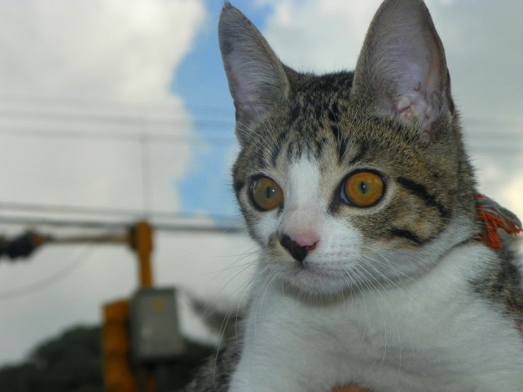 Pedal llegando a su nueva casa
