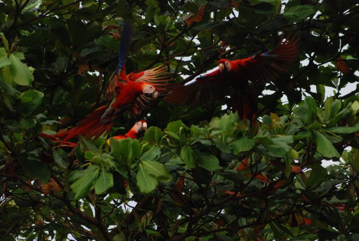 lapas rojas de Costa Rica